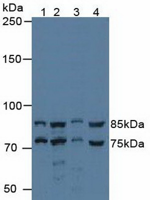 Polyclonal Antibody to IK Cytokine, Down Regulator Of HLA II (IK)