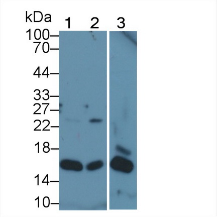 Polyclonal Antibody to H2A Histone Family, Member X (H2AFX)