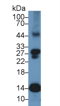 Polyclonal Antibody to Histone Cluster 1, H4a (HIST1H4A)