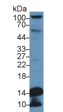 Polyclonal Antibody to Histone Cluster 1, H4a (HIST1H4A)