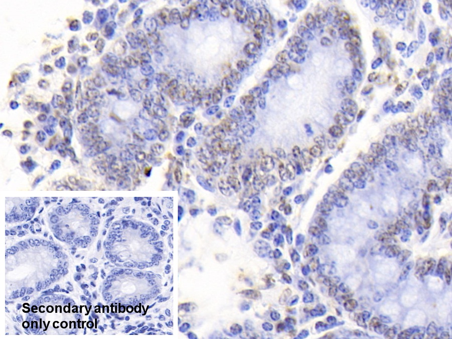 Polyclonal Antibody to Histone Cluster 1, H4a (HIST1H4A)