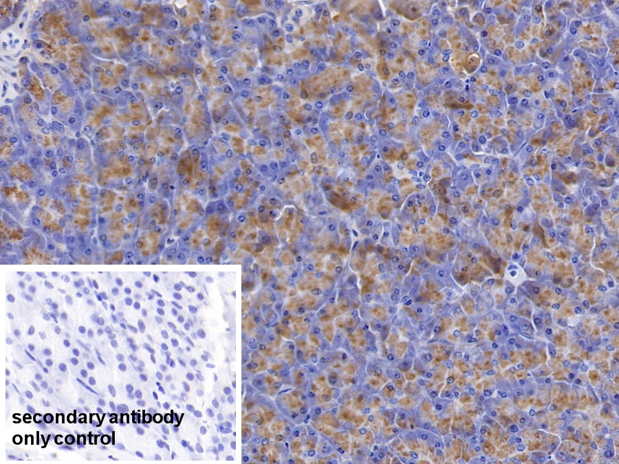 Polyclonal Antibody to Amylase Alpha 2B, Pancreatic (AMY2B)