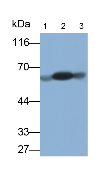 Polyclonal Antibody to Amylase Alpha 2B, Pancreatic (AMY2B)
