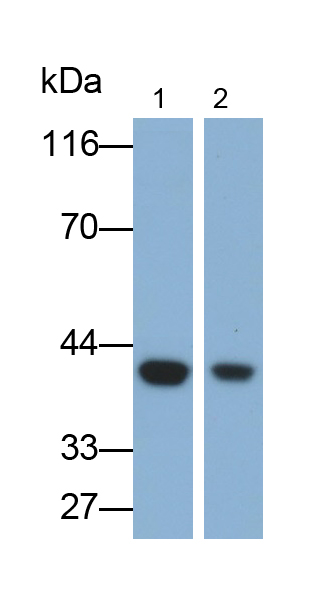 Polyclonal Antibody to Dihydrodiol Dehydrogenase 2 (DDH2)