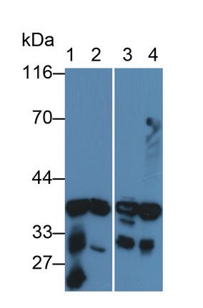 Polyclonal Antibody to Aldose Reductase Like Protein 1 (ARL1)