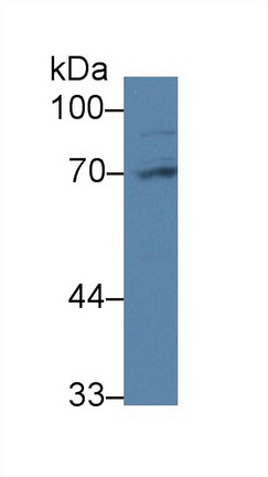 Polyclonal Antibody to Poly A Binding Protein Cytoplasmic 1 Like Protein (PABPC1L)