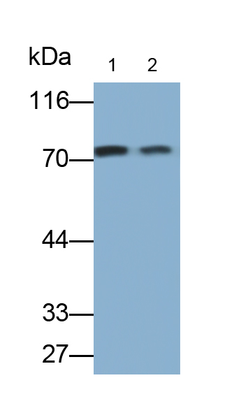 Polyclonal Antibody to Poly A Binding Protein Cytoplasmic 1 Like Protein (PABPC1L)