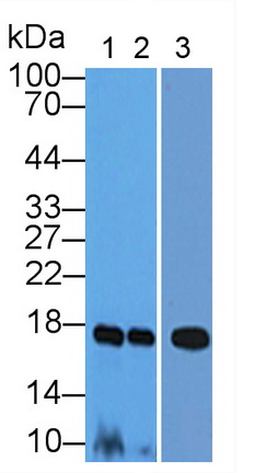 Polyclonal Antibody to Histone Cluster 2, H3a (HIST2H3A)