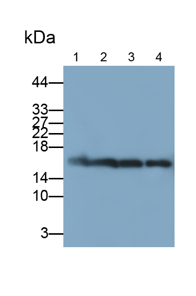 Polyclonal Antibody to Histone Cluster 2, H3a (HIST2H3A)