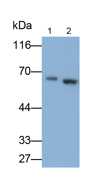Polyclonal Antibody to Leucine Rich Repeat Containing Protein 15 (LRRC15)