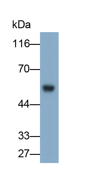 Polyclonal Antibody to Mixed Lineage Kinase Domain Like Protein (MLKL)