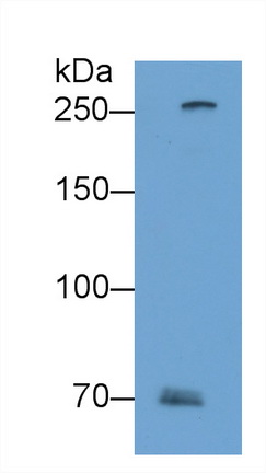 Polyclonal Antibody to Filaggrin 2 (FLG2)