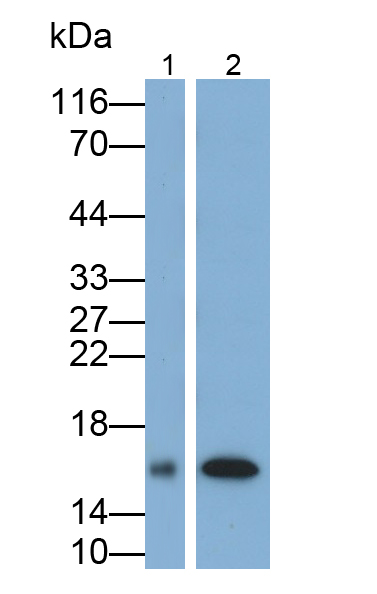 Polyclonal Antibody to Galectin 5 (GAL5)