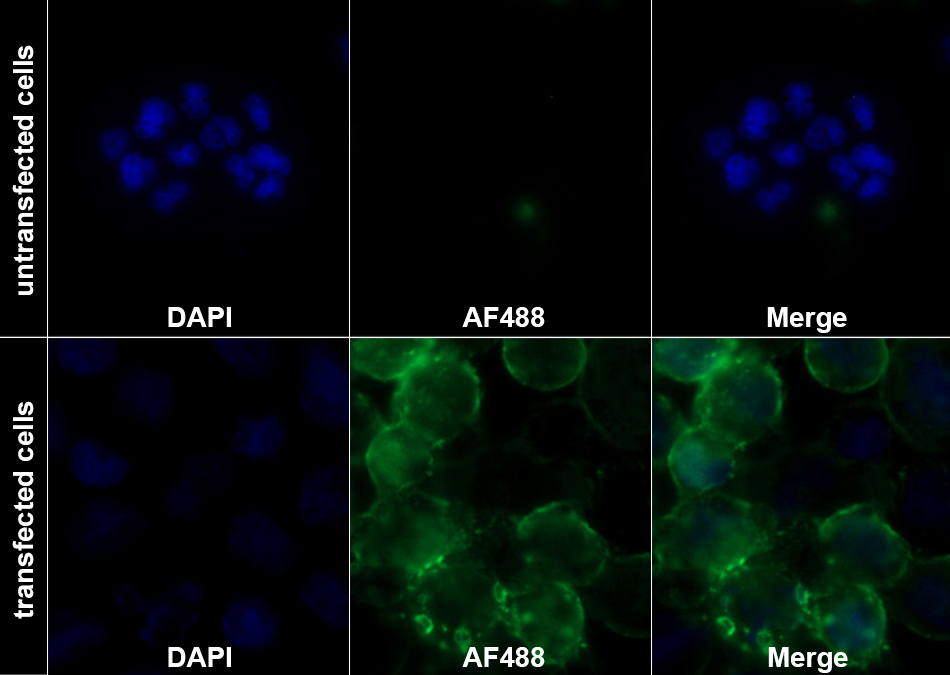Recombinant Antibody to Cluster Of Differentiation 38 (CD38)