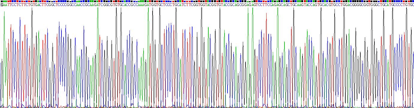 Recombinant Connective Tissue Growth Factor (CTGF)