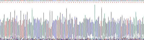 Recombinant Bone Morphogenetic Protein 2 (BMP2)