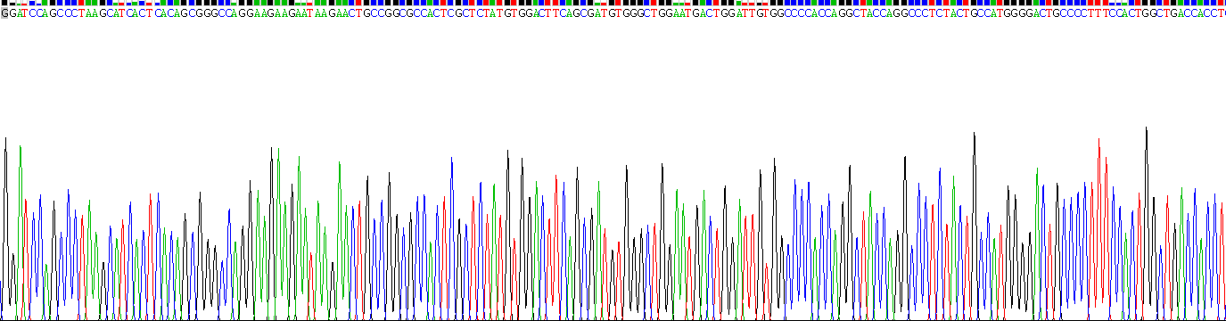 Recombinant Bone Morphogenetic Protein 4 (BMP4)