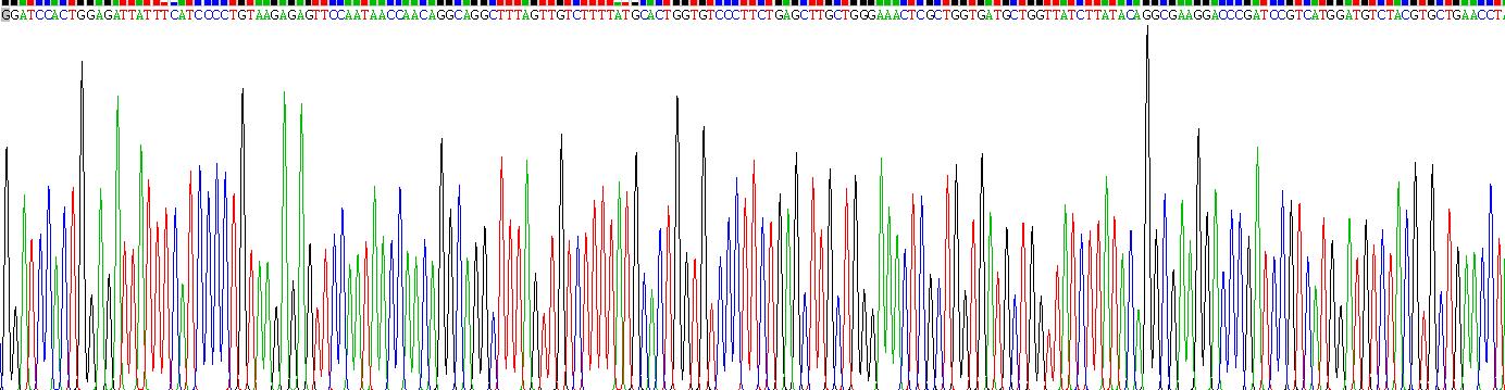 Recombinant Interleukin 8 Receptor Alpha (IL8Ra)