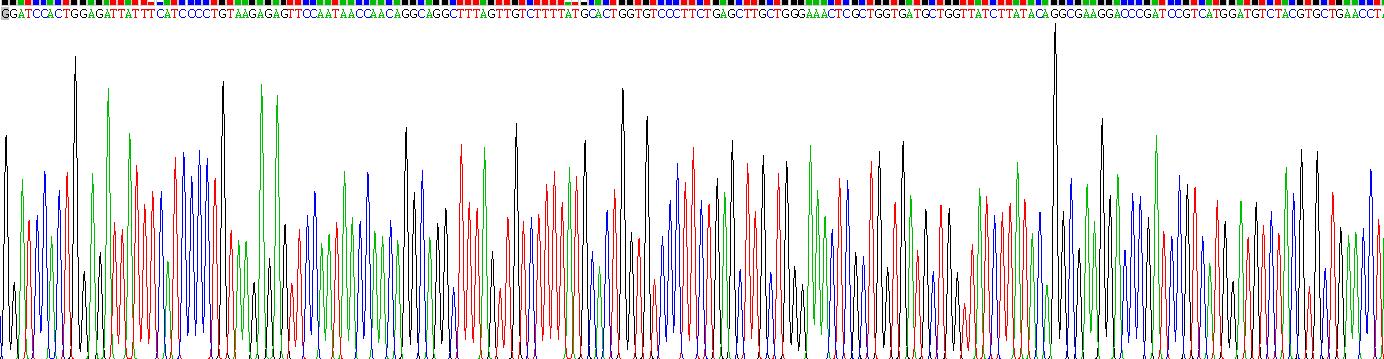 Recombinant Interleukin 8 Receptor Alpha (IL8Ra)