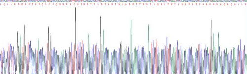 Recombinant Interferon Alpha (IFNa)