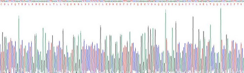 Recombinant Interferon Alpha (IFNa)