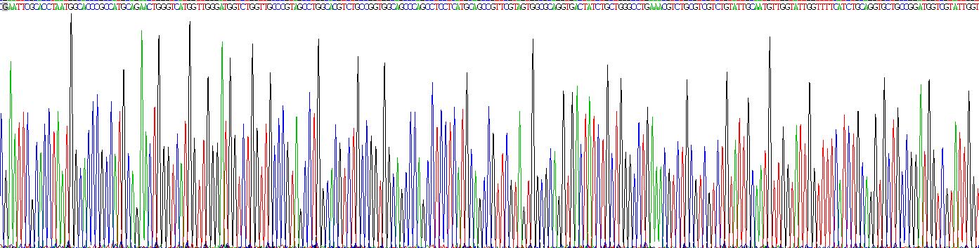 Recombinant Fibroblast Growth Factor 4 (FGF4)