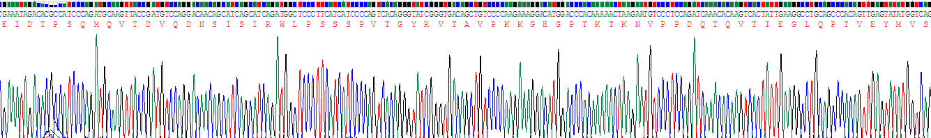 Recombinant Fibronectin (FN)