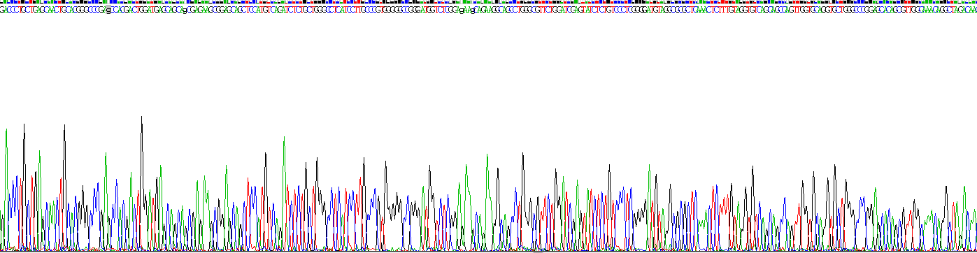 Recombinant Growth Hormone (GH)