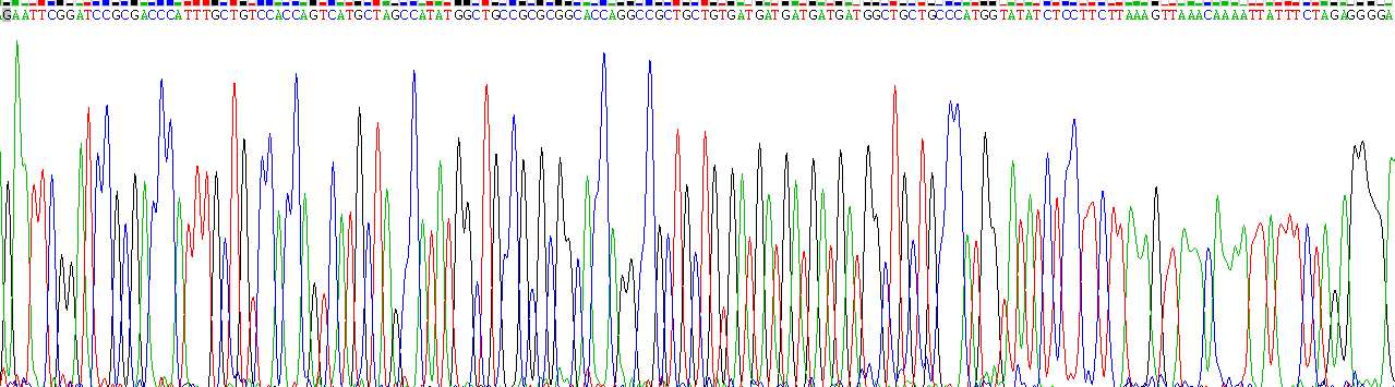 Recombinant Growth Hormone (GH)