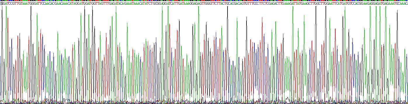 Recombinant Hepatocyte Growth Factor (HGF)