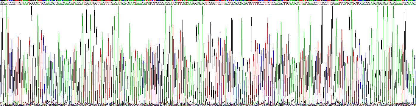 Recombinant Hepatocyte Growth Factor (HGF)