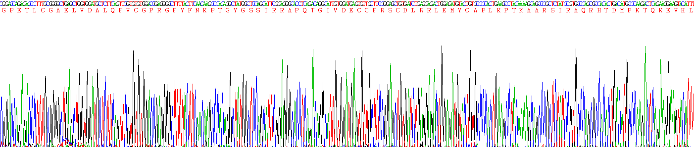 Recombinant Insulin Like Growth Factor 1 (IGF1)