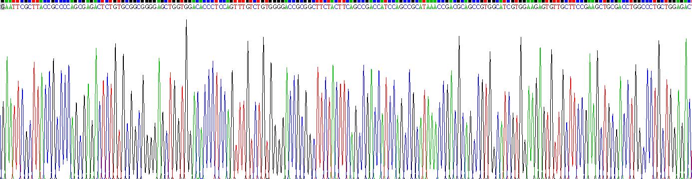 Recombinant Insulin Like Growth Factor 2 (IGF2)