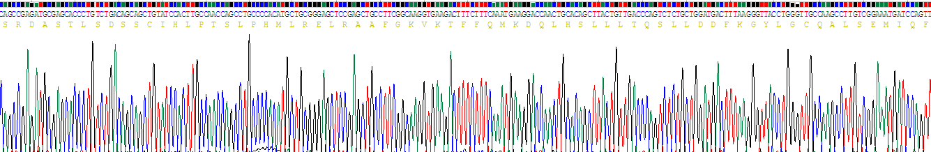 Recombinant Interleukin 10 (IL10)