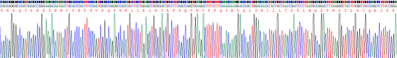 Recombinant Interleukin 10 (IL10)