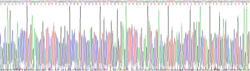 Recombinant Interleukin 10 (IL10)