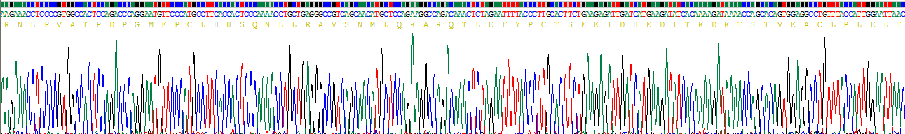 Recombinant Interleukin 12A (IL12A)