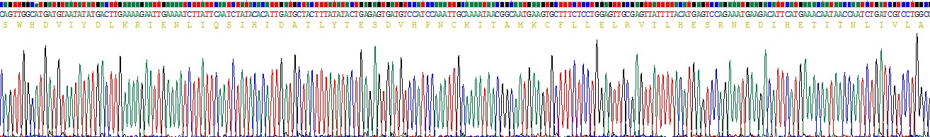 Recombinant Interleukin 15 (IL15)