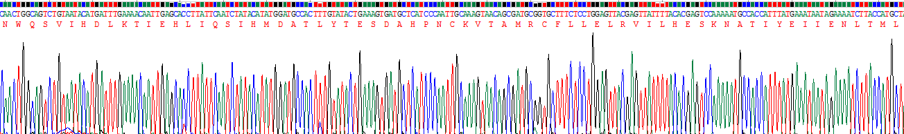 Recombinant Interleukin 15 (IL15)