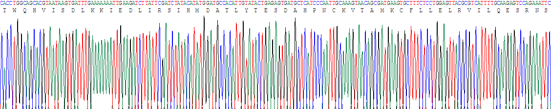 Recombinant Interleukin 15 (IL15)