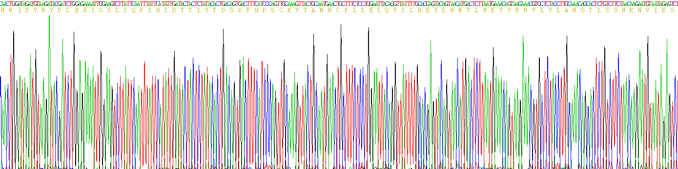 Recombinant Interleukin 15 (IL15)