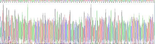 Recombinant Interleukin 15 (IL15)