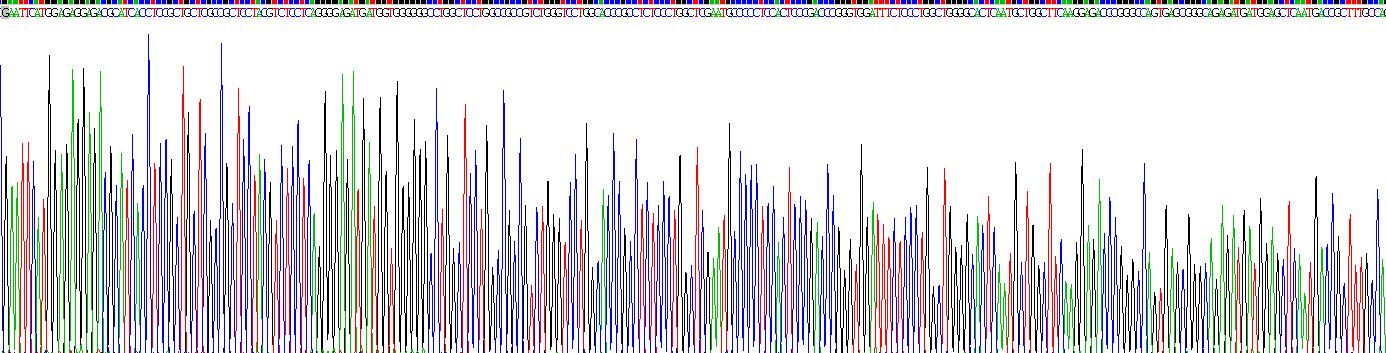 Recombinant Glial Fibrillary Acidic Protein (GFAP)