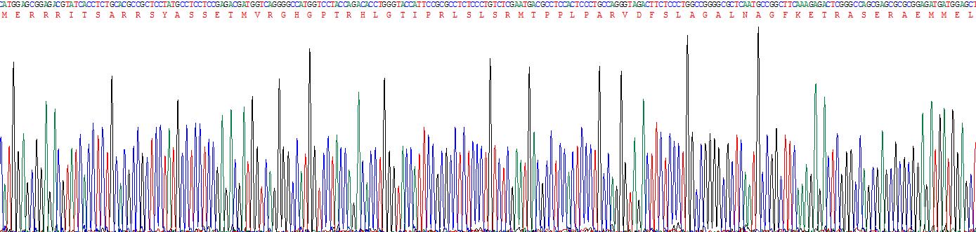 Recombinant Glial Fibrillary Acidic Protein (GFAP)