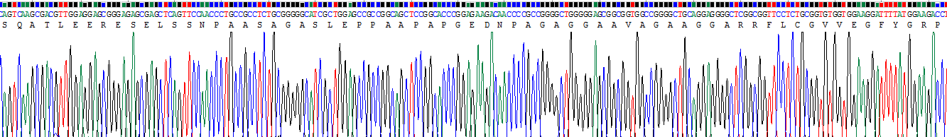 Recombinant Meningioma Expressed Antigen 5 (MGEA5)