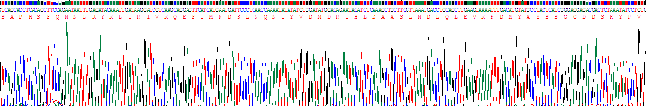 Recombinant Interleukin 1 Alpha (IL1a)