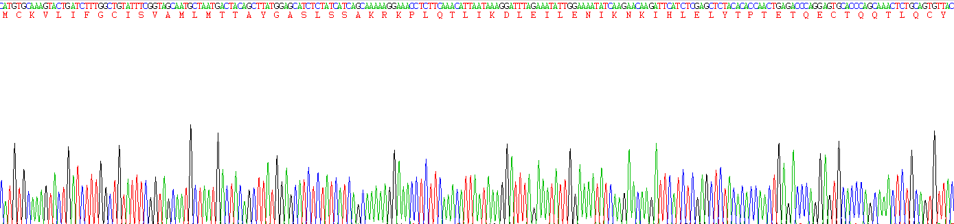 Recombinant Interleukin 2 (IL2)