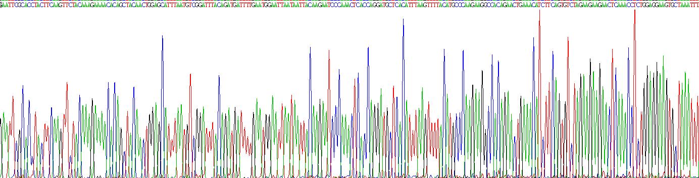 Recombinant Interleukin 2 (IL2)