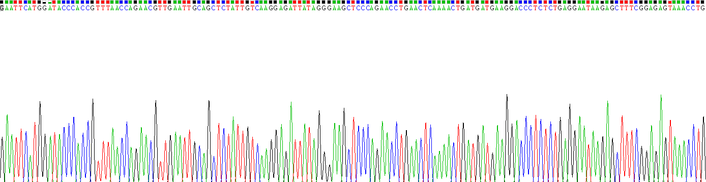 Recombinant Interleukin 3 (IL3)