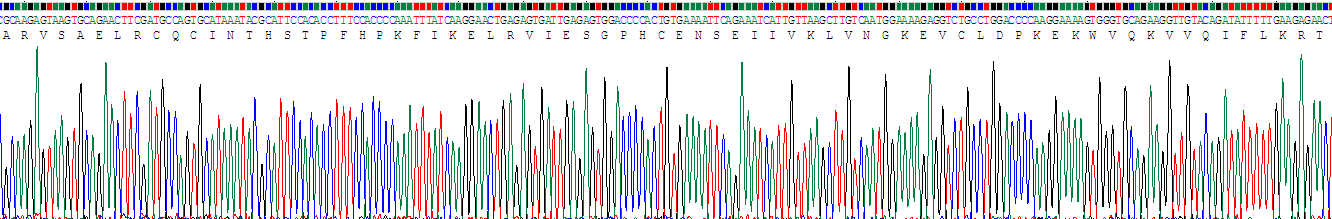 Recombinant Interleukin 8 (IL8)